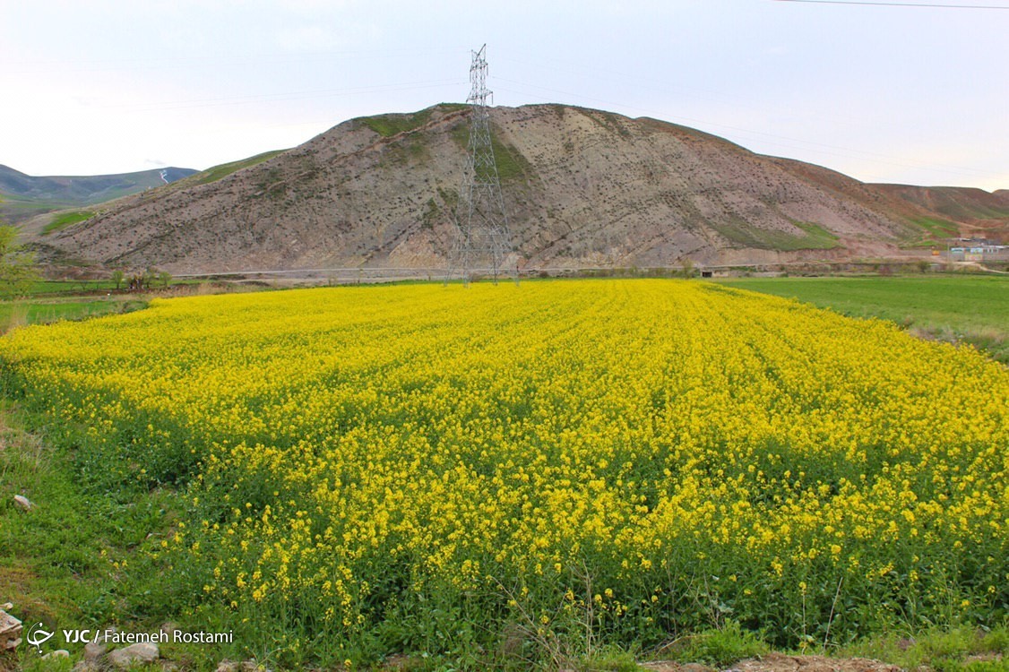 فرش زیبای بهار در طبیعت خراسان شمالی