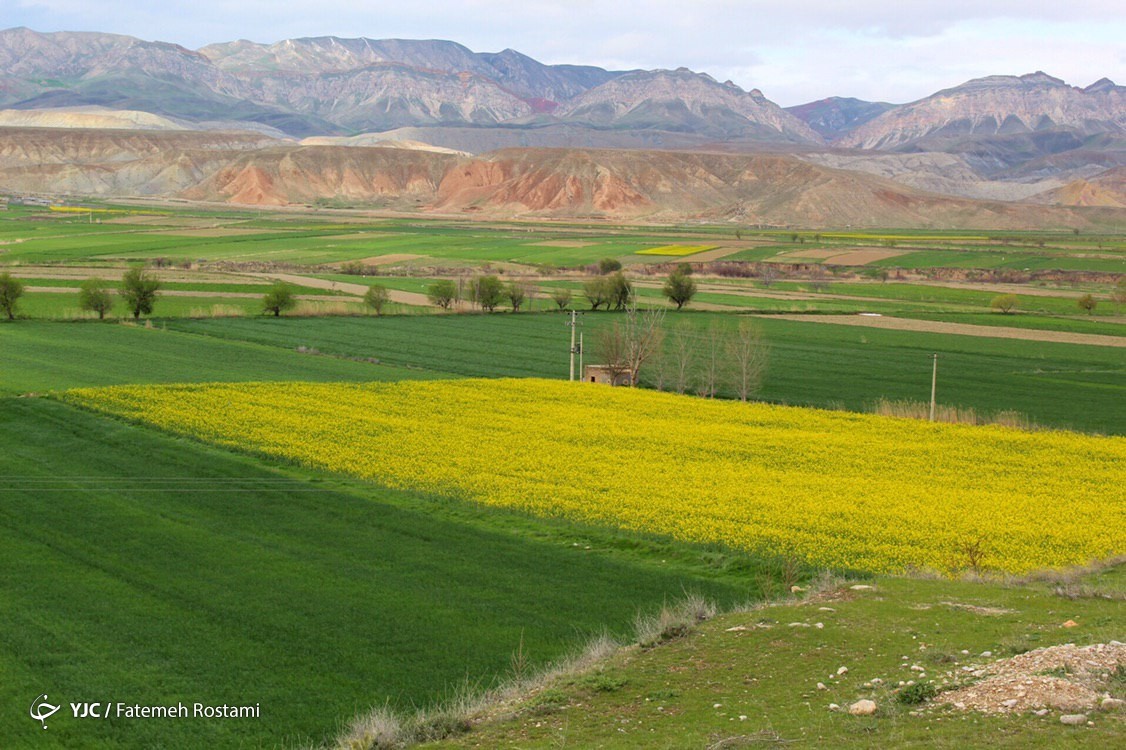 فرش زیبای بهار در طبیعت خراسان شمالی