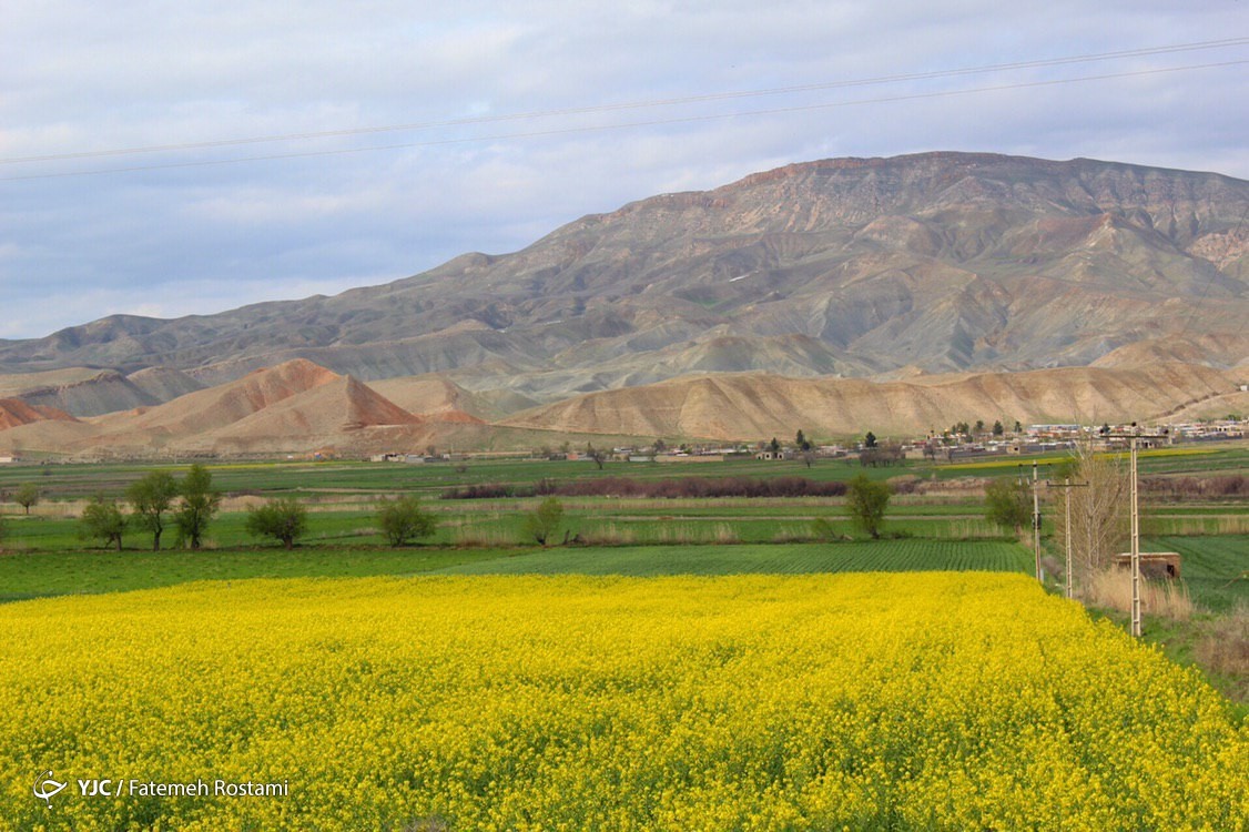 فرش زیبای بهار در طبیعت خراسان شمالی