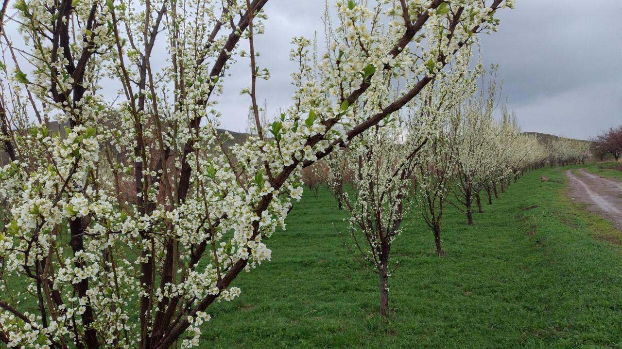 نمایی از طبیعت بهاری در باروق + فیلم