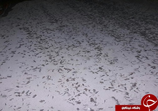 هجوم  ملخ ها به مناطق خراسان جنوبی