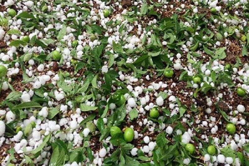 خسارت تگرگ و سرما به بیش از ۹ هزار هکتار از باغات استان همدان