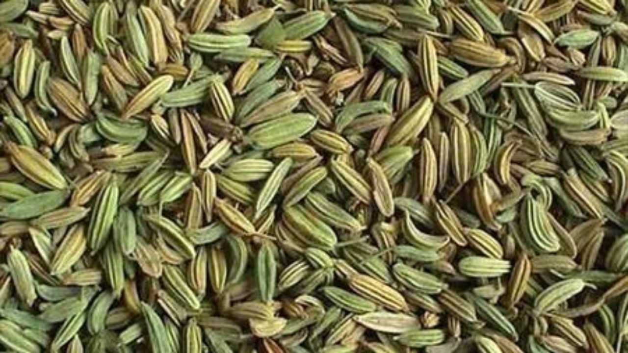 کشت هزار و ۶۰۰ هکتار زیره سبز در تربت جام