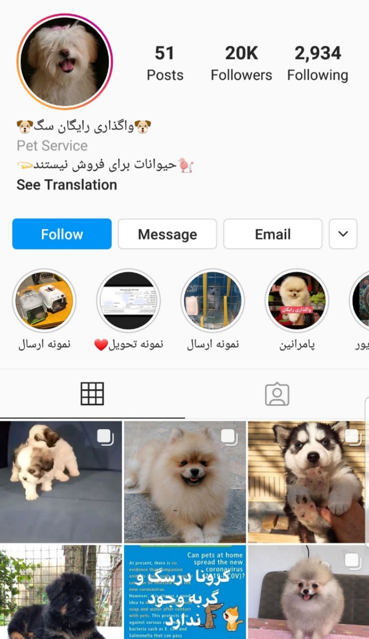 واگذاری پوچ حیوانات به صورت رایگان