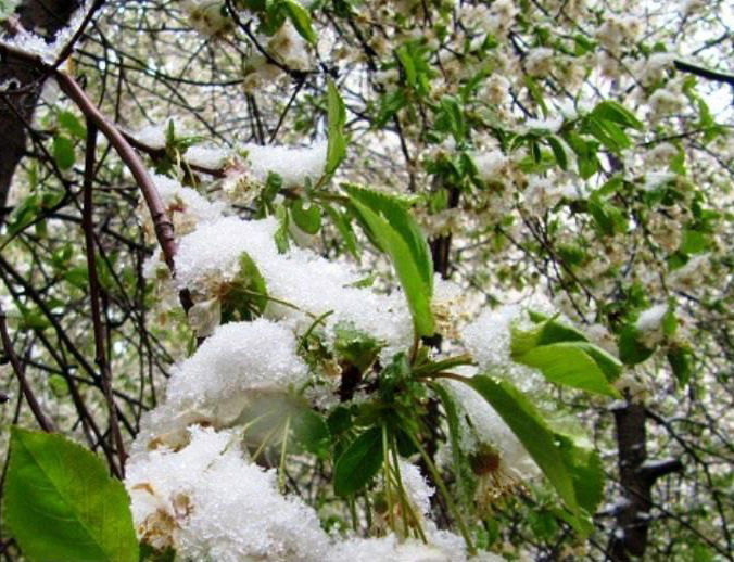 خسارت سرما زدگی به باغات میانه