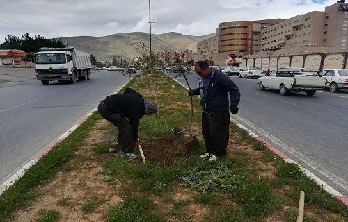 کاشت بیش از دو هزار و ۵۰۰ نهال در معابربهاران سنندج