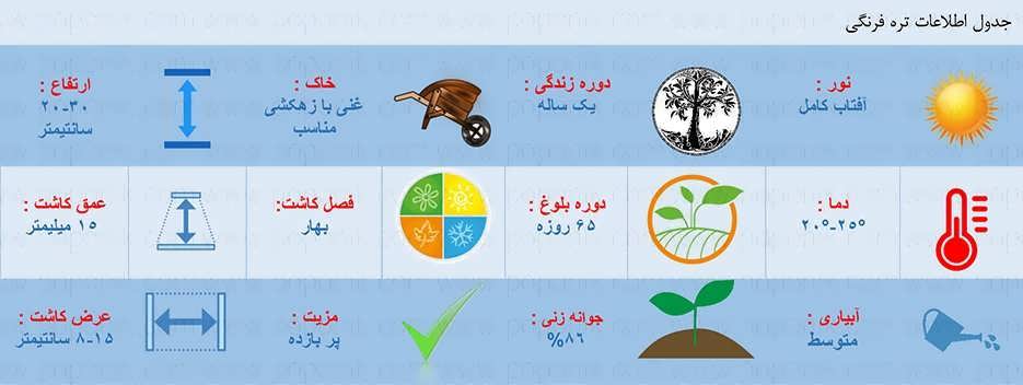 روش کاشت تره فرنگی در منزل+ عکس