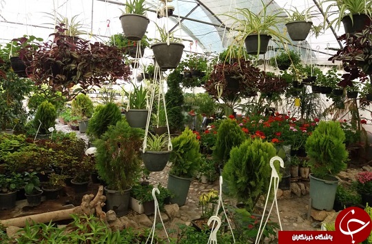 گلخانه در پشت بام، باغچه&zwnj;ای کوچک بر بام خانه