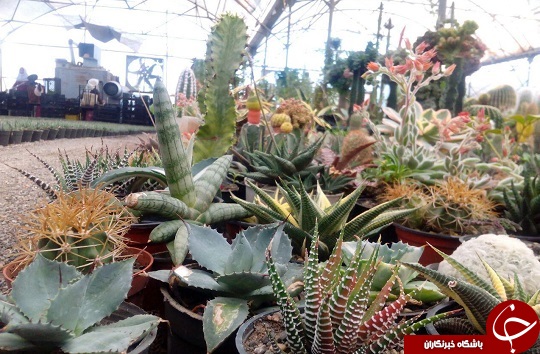 گلخانه در پشت بام، باغچه&zwnj;ای کوچک بر بام خانه