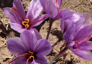 مهمترین برنامه‌ سطح شهرستان توسعه کشت زعفران است