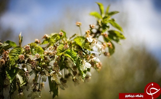 داغ سرمای ناخوانده بهار بر دل کشاورزان استان سمنان/پرهیز از تک کشتی