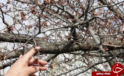 داغ سرمای ناخوانده بهار بر دل کشاورزان استان سمنان/پرهیز از تک کشتی