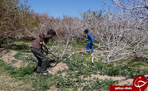 داغ سرمای ناخوانده بهار بر دل کشاورزان استان سمنان/پرهیز از تک کشتی