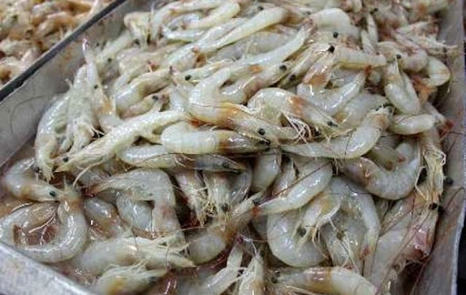 ذخیره سازی ۲ میلیون پست لارو میگو در سیستان و بلوچستان آغاز شد