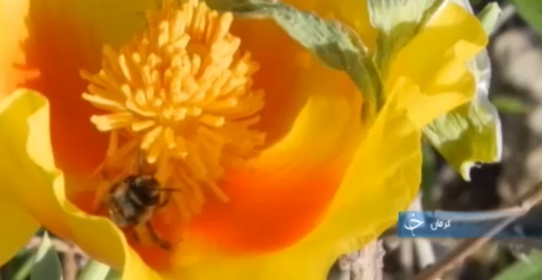 گزارش تصویری