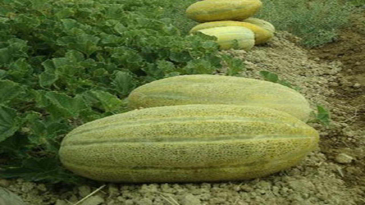 کشت بیش از هزار هکتار خربزه زیر پلاستیکی در مشهد