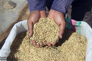 توزیع بذر گواهی شده در استان گیلان