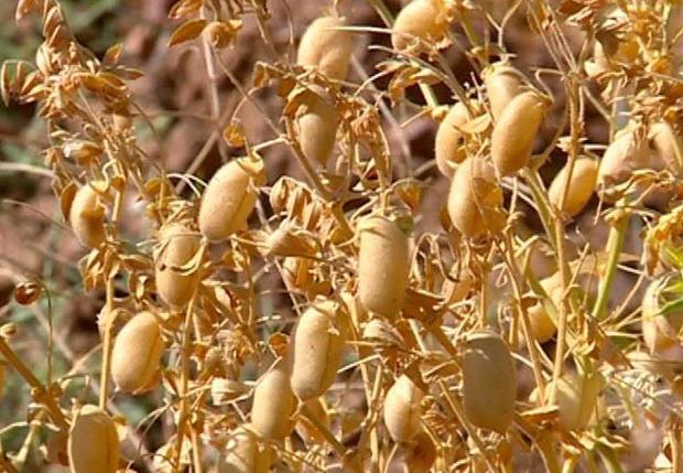 خسرو شیرین در بیش از هزار هکتار نخودهایش را کاشت