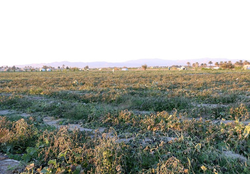 خسارت ۲۹ میلیارتومانی سرمازدگی و سیل به کشاورزی زرندیه
