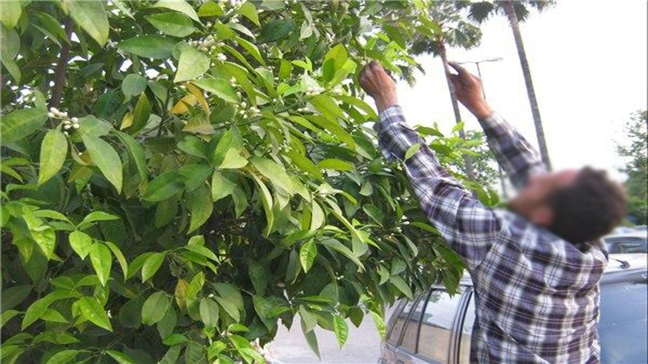 نامهربانی با درختان نارنج پیگرد قانونی دارد