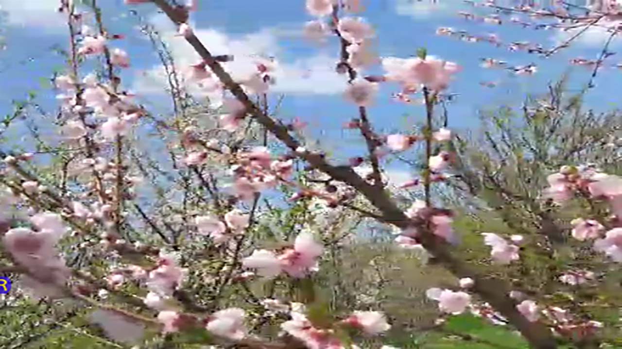 نمایی از طبیعت بهاری در چهاربرج + فیلم