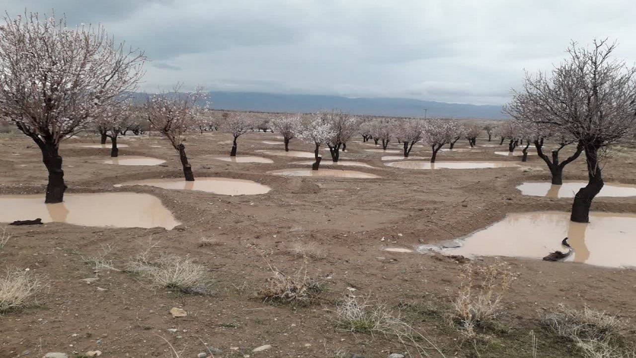 باران،  بادامستان های دیم کوهسرخ را نجات داد