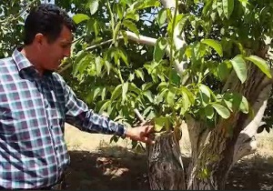 طرح سرشاخه کاری باغات گردو در استان همدان آغاز شد