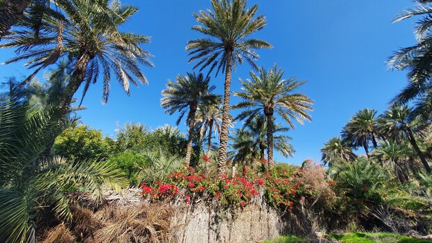 روستای همیشه بهار؛ ۱۰ دقیقه تا اولین هتل کپری جهان