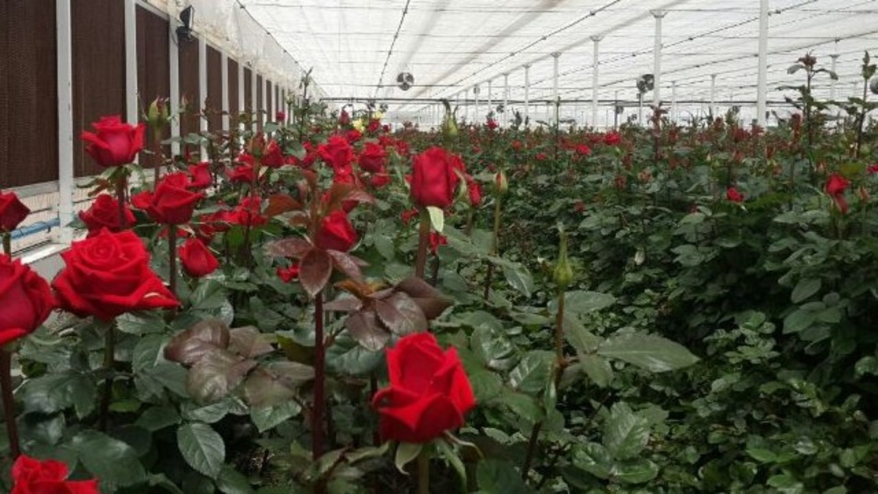 خسارت ۶ میلیارد ریالی کرونا به گلخانه‌های تربت جام