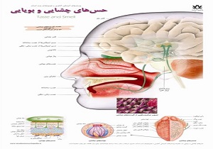 نشانه‌های بیماری کووید ۱۹ چیست