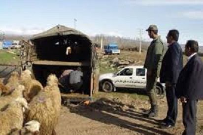 دستگیری سارقان احشام در فاروج
