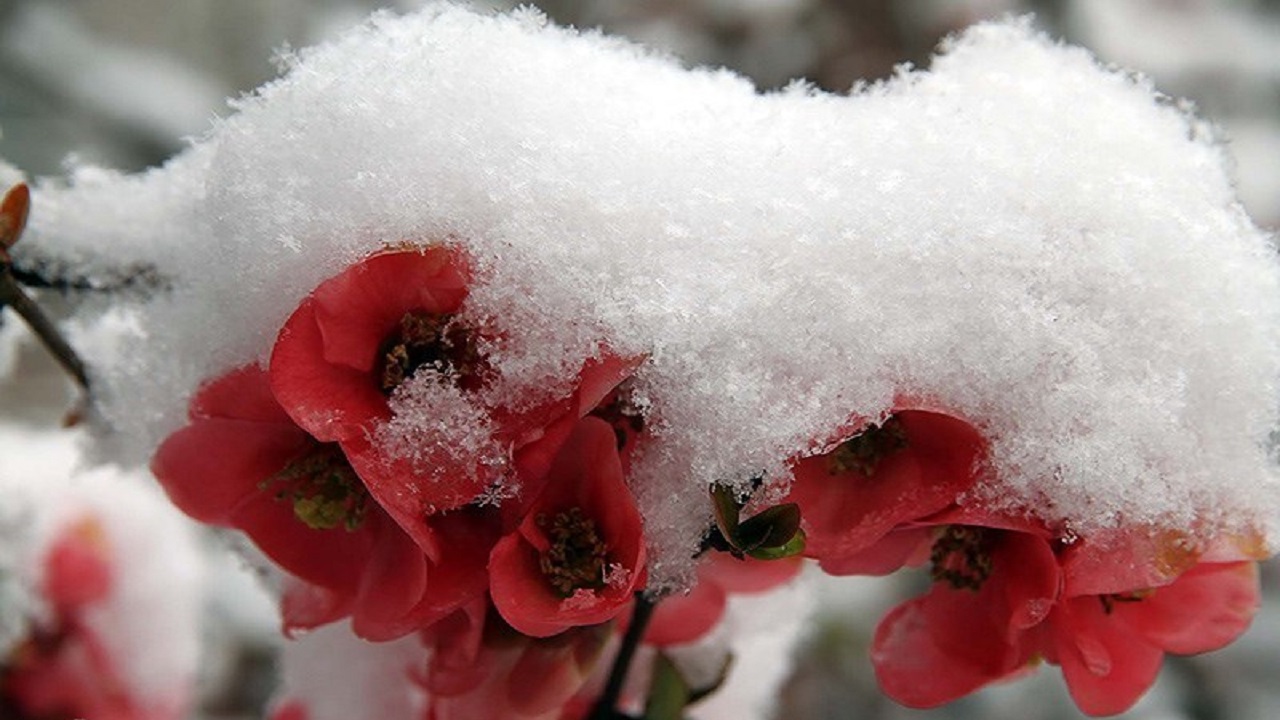 خسارت ۱۹ میلیارد تومانی سرمای بهاری به کشاورزی بایگ