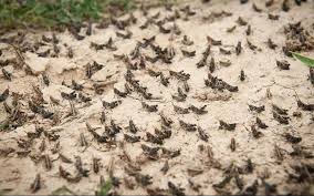 آخرین جزئیات مبارزه با آفت ملخ صحرایی