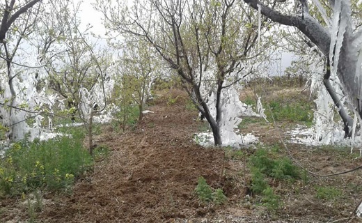 داغ سرمای ناخوانده بهار بر دل کشاورزان استان سمنان/ پرهیز از کشت تک محصول