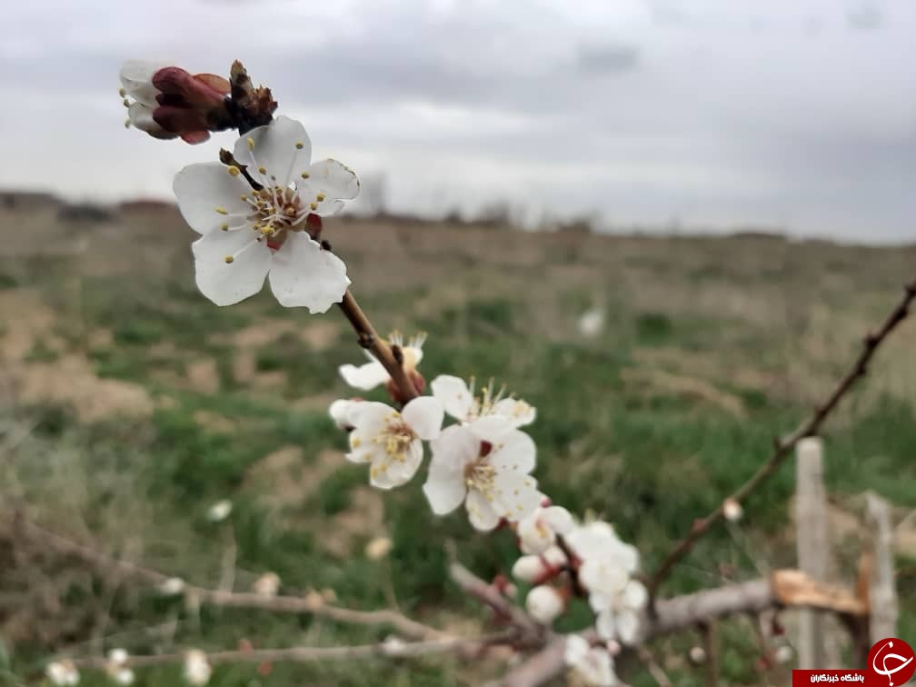 عطر و بوی خوش بهار در استان همدان