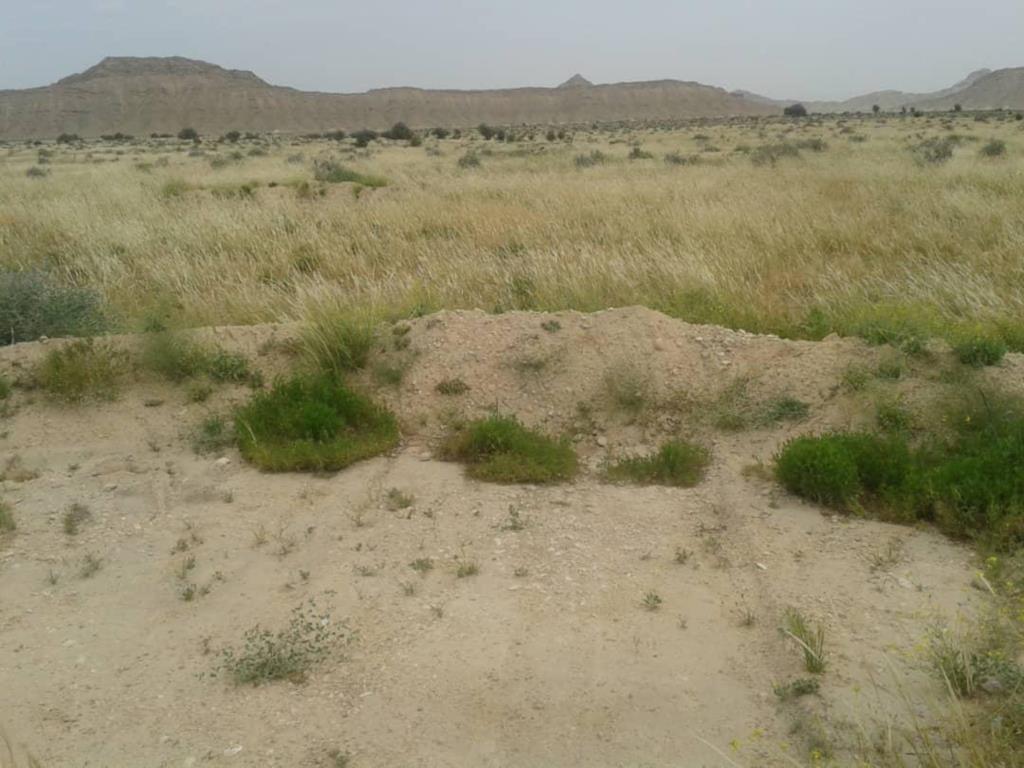 احیای گونه‌های گیاهی در لارستان با کاشت گونه های ماش گرمسیری