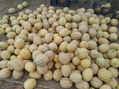 برداشت محصولات جالیزی در مهر
