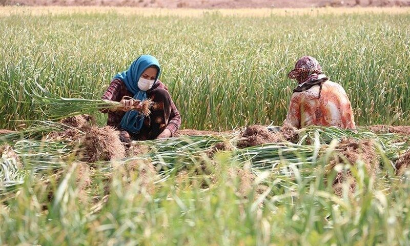 فعالیت بهورزان استان فارس برای مهار کرونا در مناطق روستایی