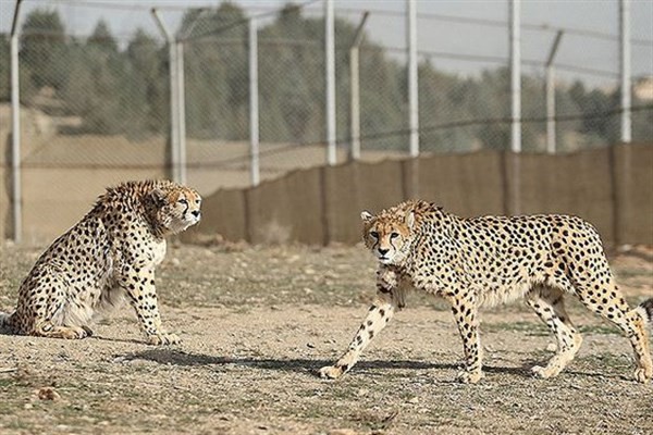 کوشکی و دلبر به آغوش توران بازگشتند