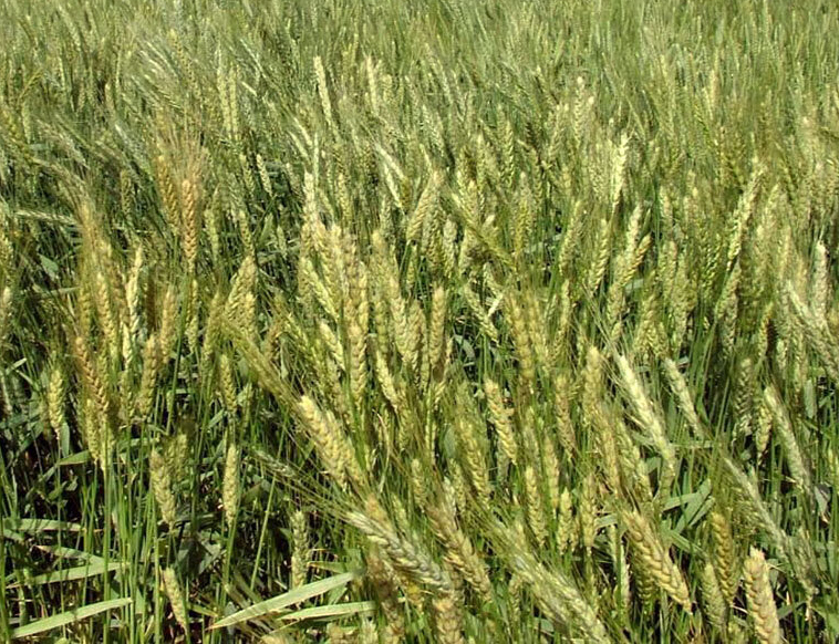 آغاز مبارزه با آفات گندم و جو در اهر