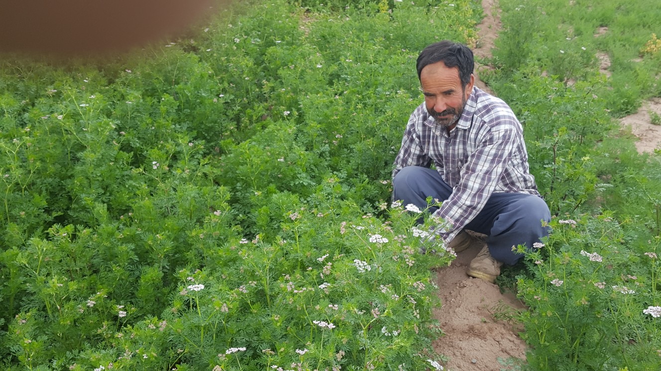 خودکفایی ارمغان روزهای در خانه ماندن