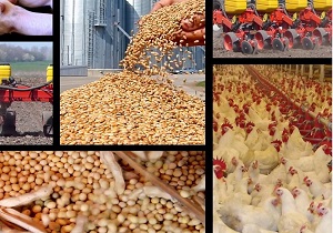 اجرایی شدن برنامه خود اتکایی بذر در کردستان