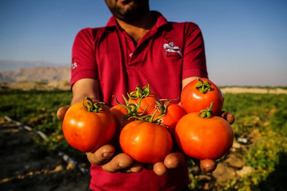 وقتی دلالان با گوجه کشاورزان املت مخصوص می&zwnj;پزند/ از زمین کشاورزان تا زمان پخت چقدر آب می&zwnj;خورد؟