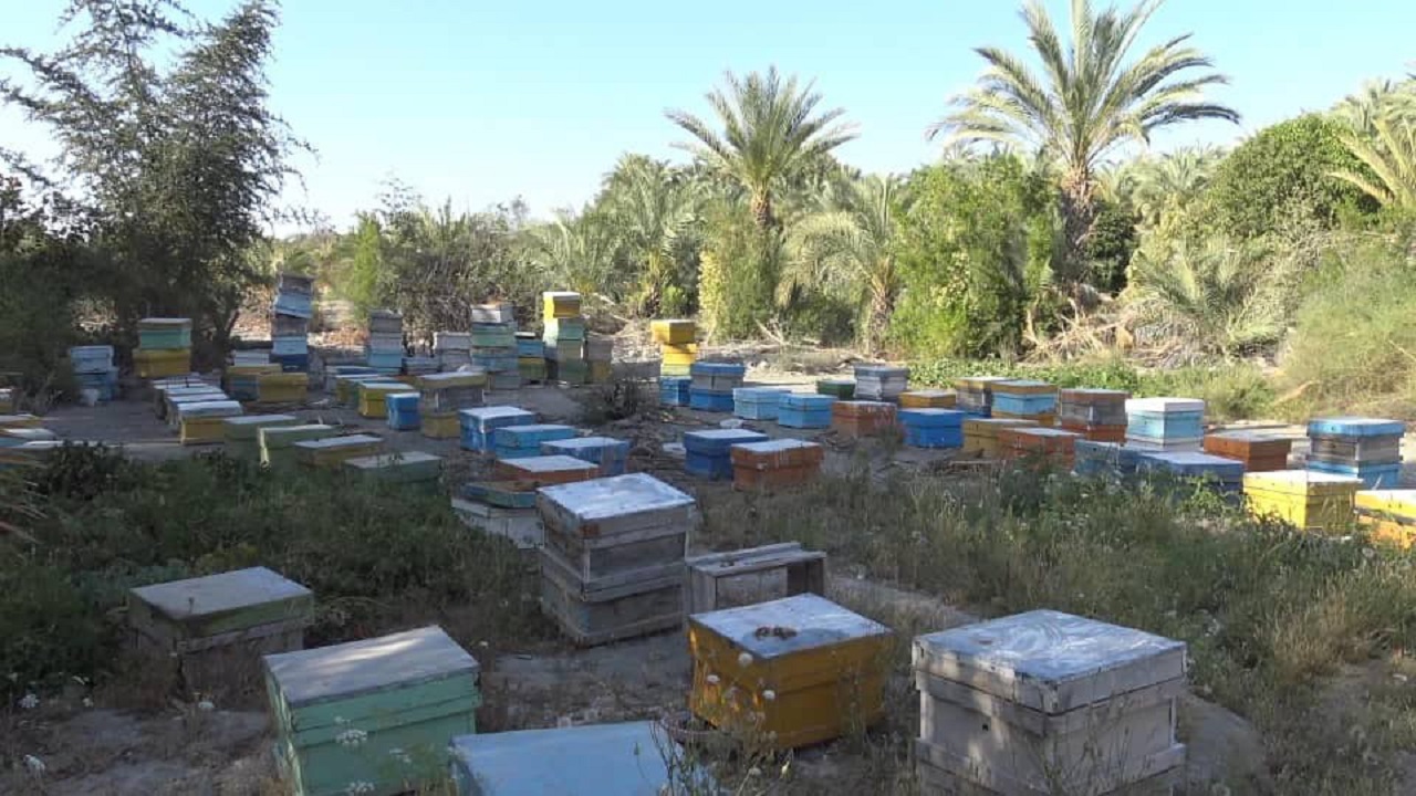 برداشت عسل بهاری در شهرستان نیکشهر