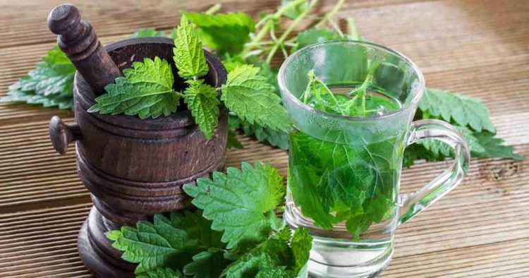چای گزنه