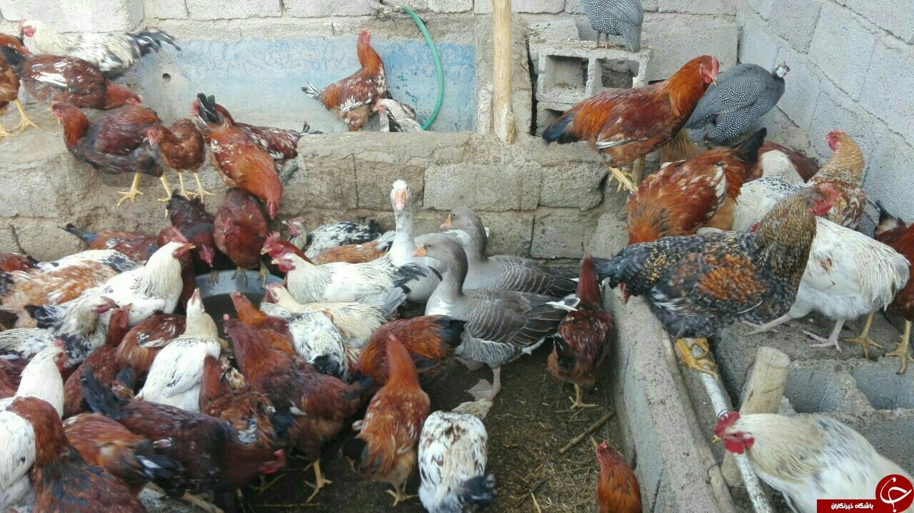 برگزاری آیین سالار رجب در شهداد