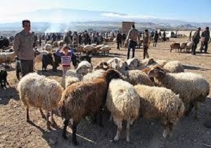 مراکز عرضه غیر مجاز دام زنده در خرم آباد تعطیل شد