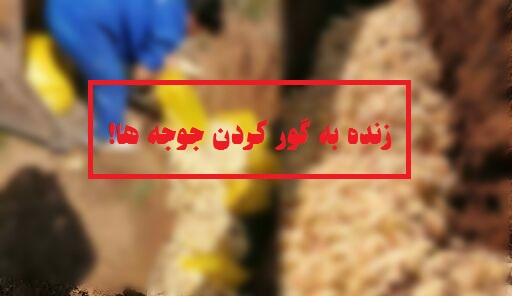 وضعیت هشدار برای مرغ مادرها/ زنده به گور کردن جوجه ها راهی برای کاهش تولید/ آیا زنده به گور کردن جوجه ها راهکار درستی برای کاهش تولید است؟/ موانع صادرات کار را به معدوم سازی جوجه های یکروزه رساند/ کمبود دان، تقاضا برای خرید جوجه را کاهش داد