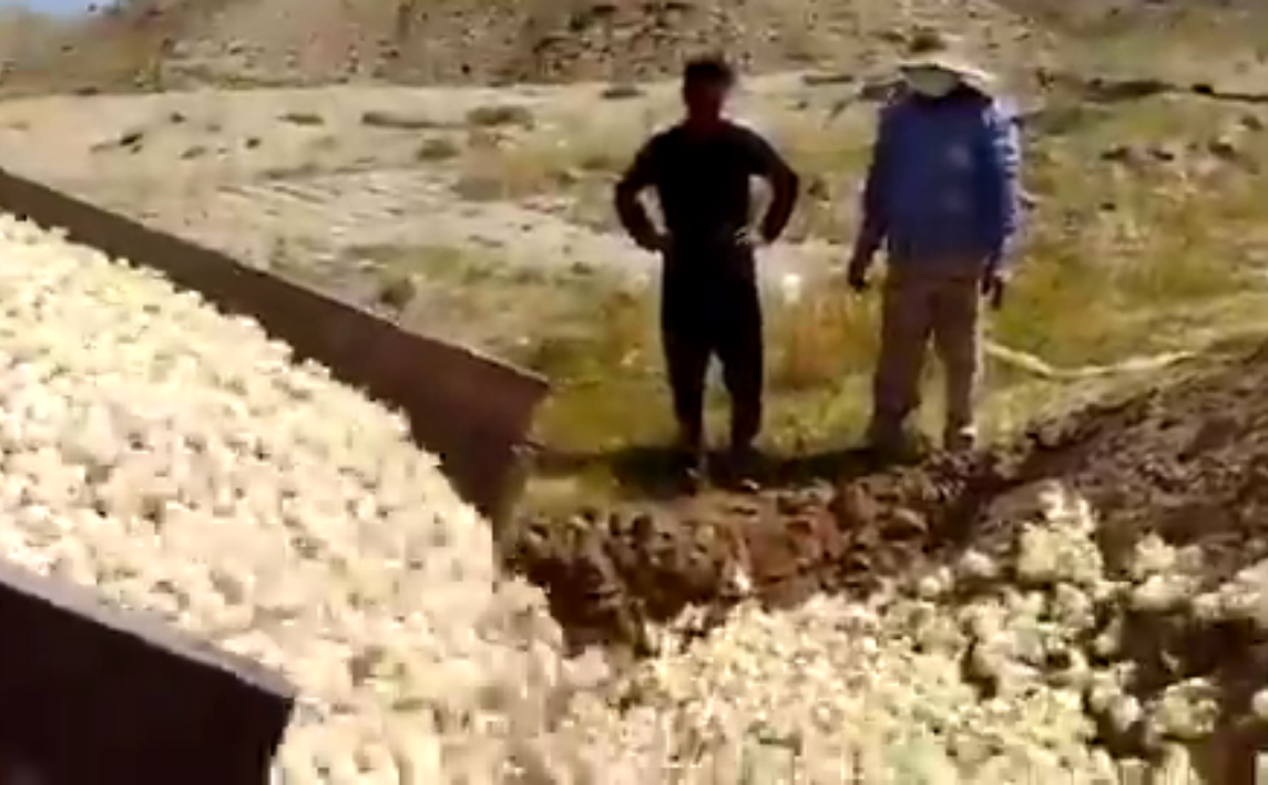 ابراز انزجار کاربران از زنده به گور کردن هزاران جوجه یک‌روزه