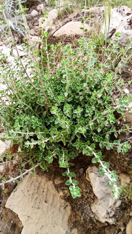برخورد شدید با متخلفان برداشت گیاه دارویی آویشن در قیروکارزین